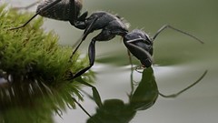 Macro Animals moss ants insects drinking hymenopthera