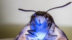 Macro Animals night blue Butterflies bat colors