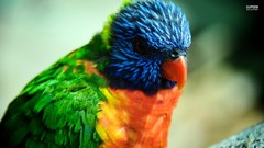 Macro Animals orange Birds close-up Parrots multicolor