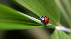 Macro Animals Plants ladybirds