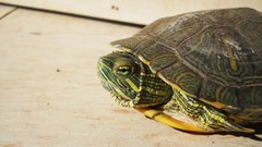 Macro Animals Reptiles turtles acuatic