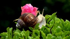 Macro Animals snails molluscs
