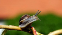 Macro Animals snails molluscs