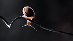 Macro Animals snails molluscs