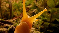 Macro Animals snails molluscs