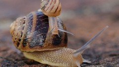Macro Animals snails molluscs