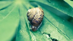 Macro Animals snails water drops molluscs