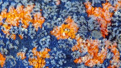 Macro Animals starfish underwater Alexander Semenov