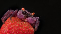 Macro Animals strawberries
