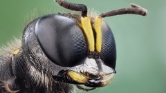 Macro Animals wasp close-up insects hymenopthera