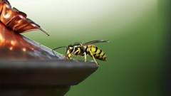 Macro Animals wasp insects green background licking