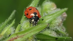 Macro Animals water drops bugs ladybirds