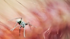 Macro ants