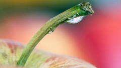 Macro apples