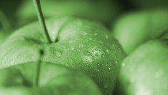 Macro apples fruits water drops