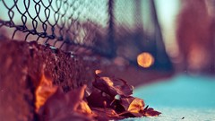 Macro autumn bokeh Chain Link Fence fallen leaves