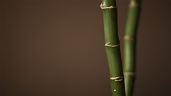 Macro bamboo