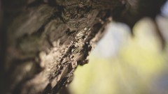 Macro bark blurred