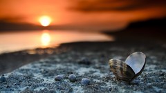 Macro Beaches seashells