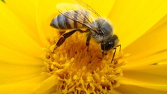 Macro bees
