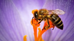 Macro bees honey