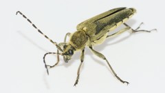 Macro beetle insects