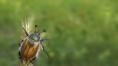 Macro Beetles