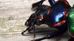 Macro Beetles