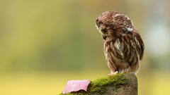 Macro Birds brown rocks backgrounds Owls fallen leaves