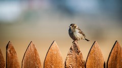 Macro Birds close-up sparrow fences