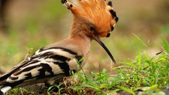 Macro Birds hoopoe