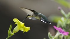 Macro Birds hummingbirds yellow flowers
