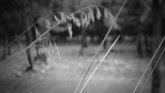 Macro black and white wheat fields