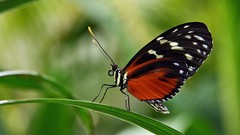 Macro black red Butterflies