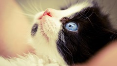 Macro black white cats Kittens blue eyes moustache little cat