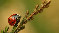 Macro blade insects Beetles Bug ladybirds