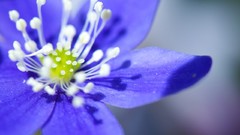 Macro blue flowers