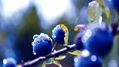 Macro blueberries tapeta