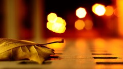 Macro bokeh ground fallen leaves