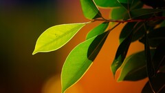 macro bokeh leaves orange background Plants