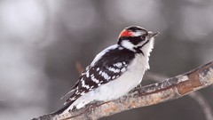 Macro branches Birds
