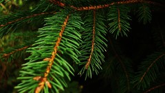 Macro branches forests