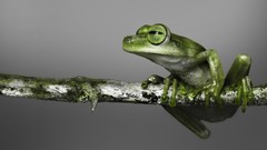 Macro branches Frogs amphibians