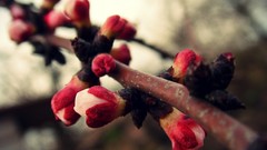 Macro branches spring blossoms flora