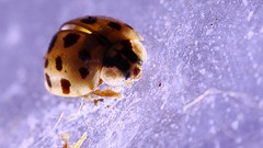 Macro bugs ladybirds