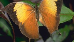 Macro Butterflies insects