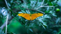 Macro Butterflies insects