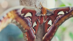 Macro Butterflies insects bugs