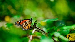 Macro Butterflies Plants insects