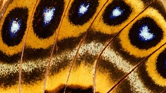 Macro butterfly wings